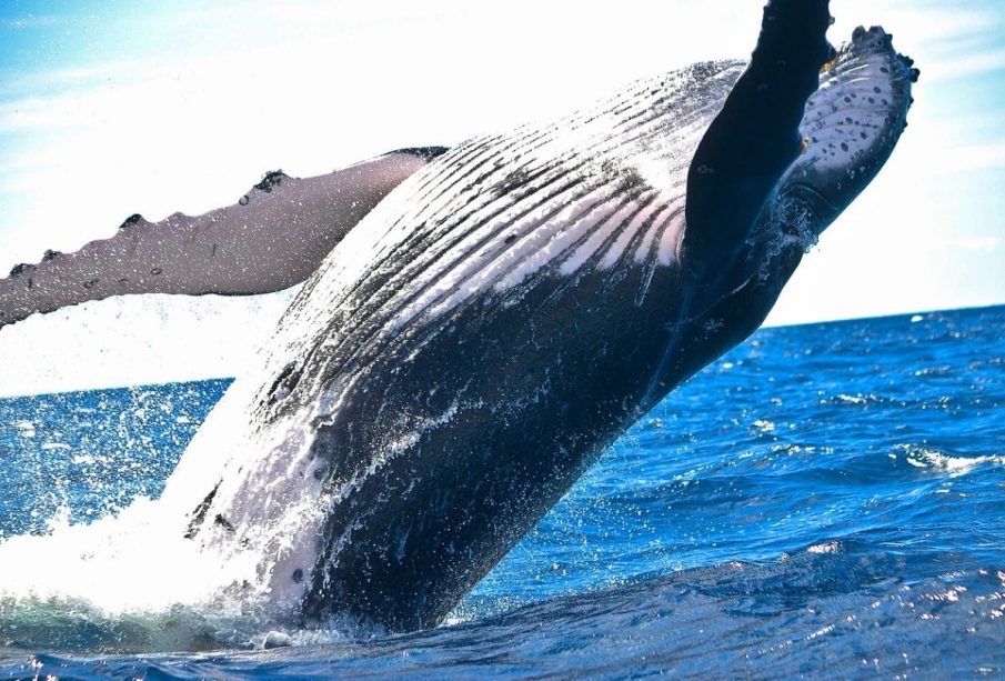 Ballena jorobada en el mar