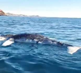 Ballenato muerto en el mar de Los Cabos