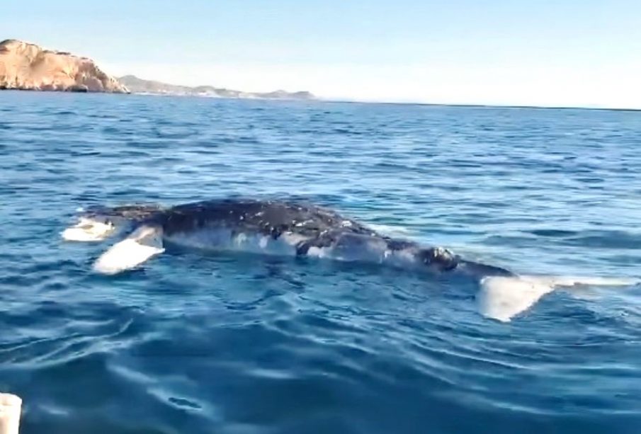 Ballenato muerto en el mar de Los Cabos