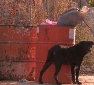 Acumulación de basura en colonias de Los Cabos