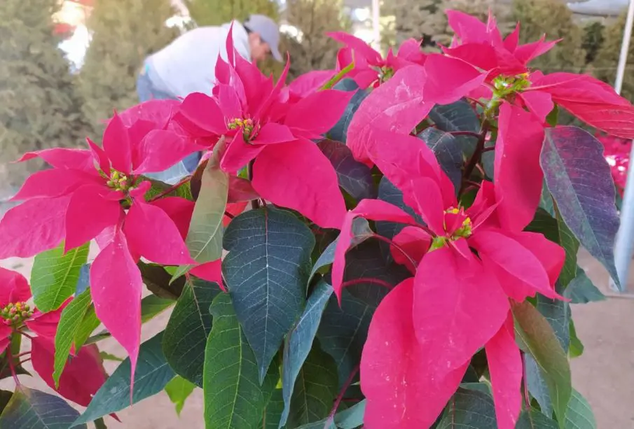Nochebuena