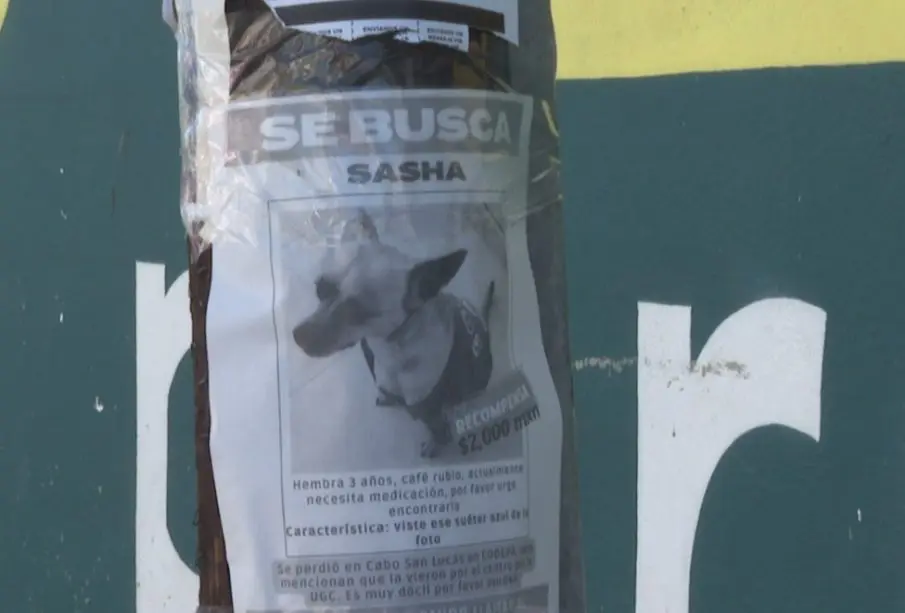 letrero de su busca mascota extraviada