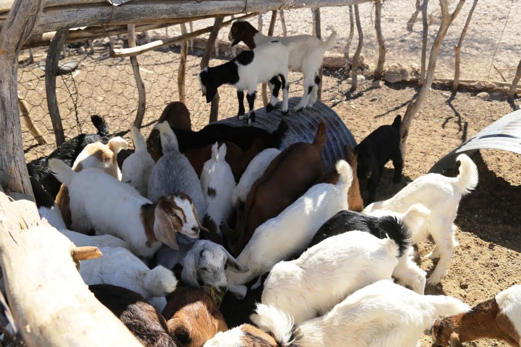 En el rastro municipal actualmente se reciben 500 animales