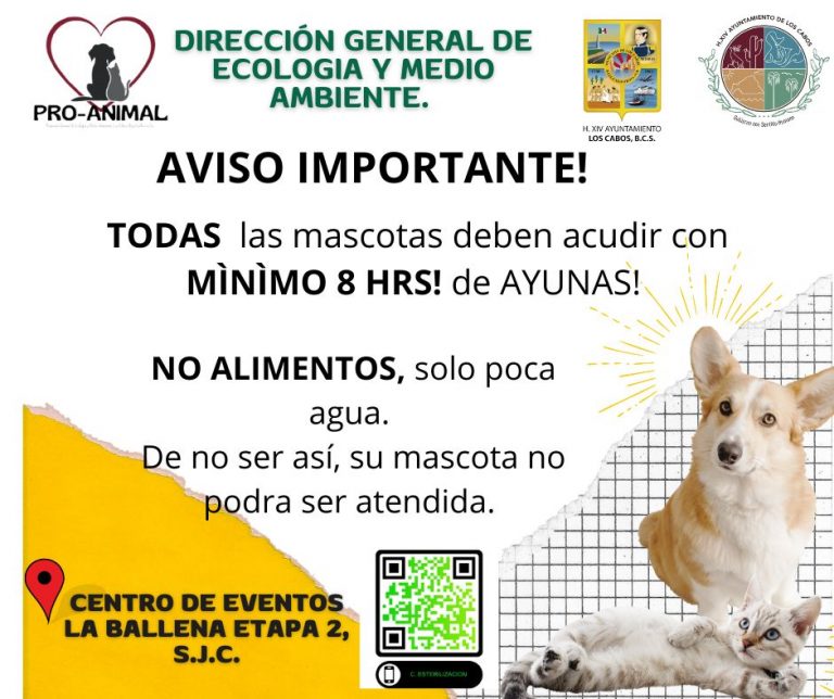 recomendación para la esterilización de mascotas