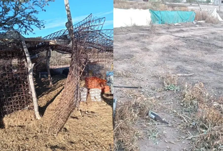 Granja donde robaron borregos