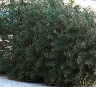 Árbol de Navidad tirado