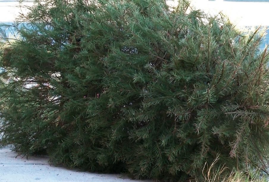 Árbol de Navidad tirado