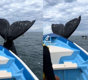 Ballena en Puerto López Mateos