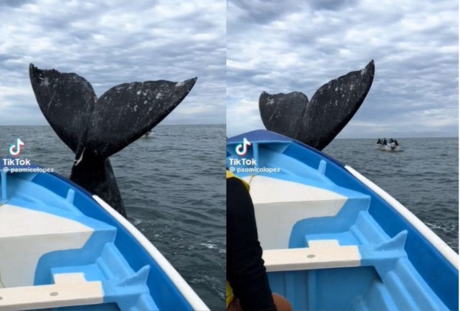 Ballena en Puerto López Mateos