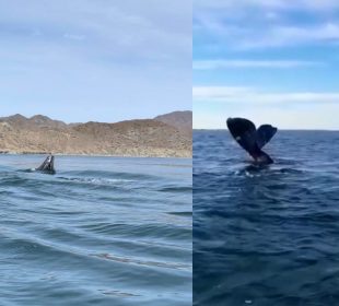 Ballena gris en Puerto Chale