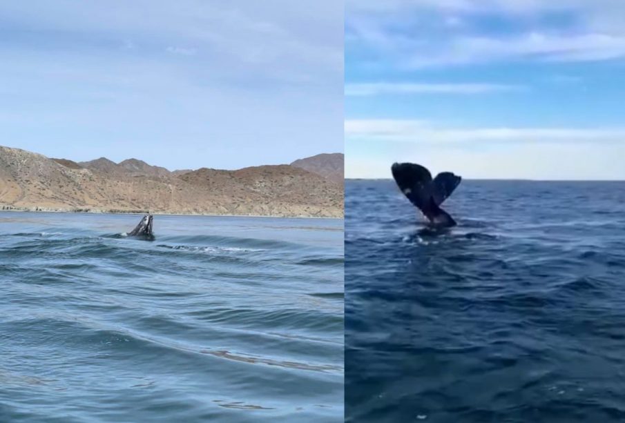 Ballena gris en Puerto Chale