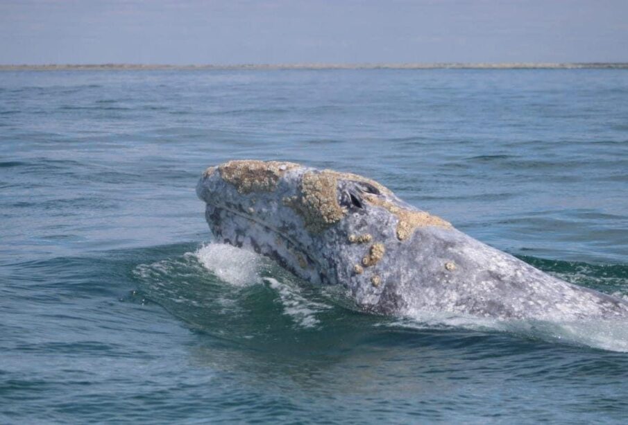 Ballena gris en la superficie