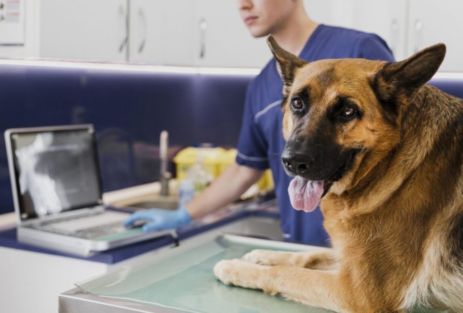 Veterinarias Públicas en México