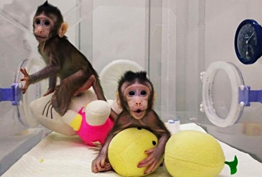 Monos clonados