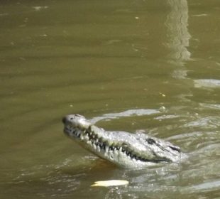 Cocodrilos en la playa son poco frecuentes, pero hay que tener ciertos cuidados en caso se encontrase con alguno