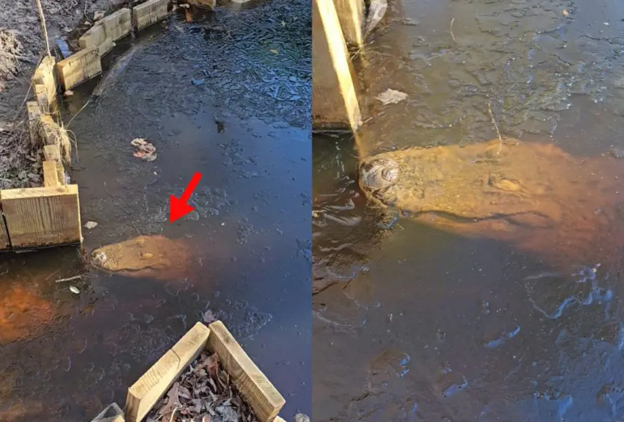 Cocodrilos congelados en EEUU