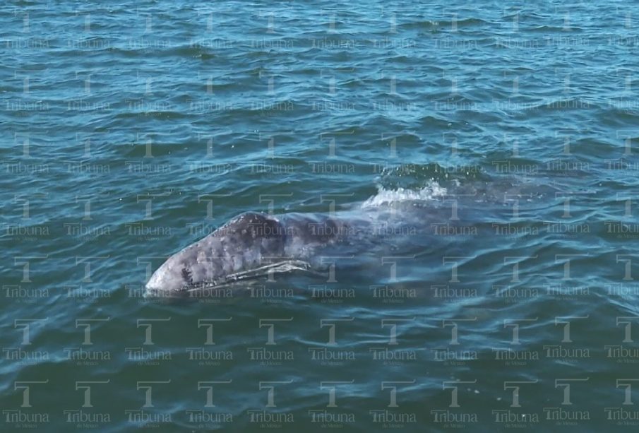 Festival de la ballena gris