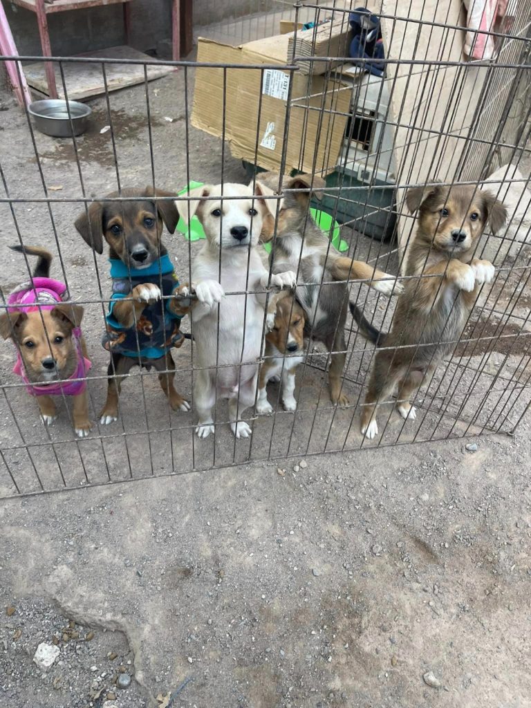 Perritos resguardados en albergue tras ser abandonados