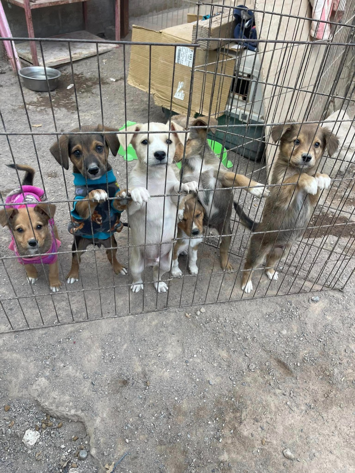 Perritos resguardados en albergue tras ser abandonados