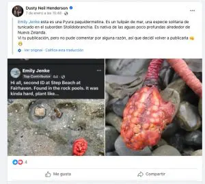 Australia: descubren criatura marina y fotografías provocan terror