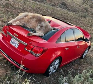 Vaca muerta sobre vehículo tras choque