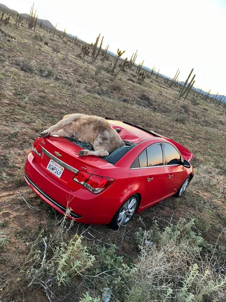 Vaca muerta sobre vehículo