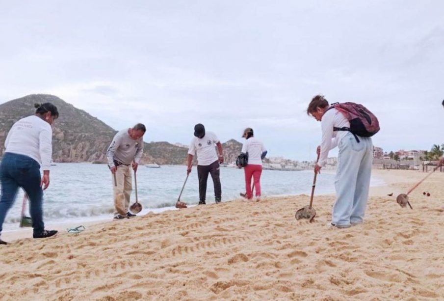 ZOFEMAT limpiando playas de Los Cabos