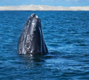 Ballena gris en México