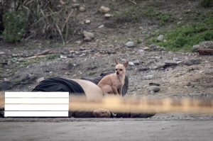 Tijuana: captan a perrito cuidando cadáver de su dueño (FOTOS)