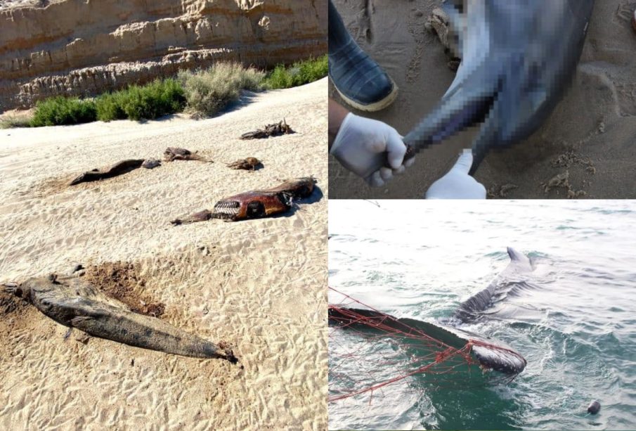 Delfines muertos Baja California