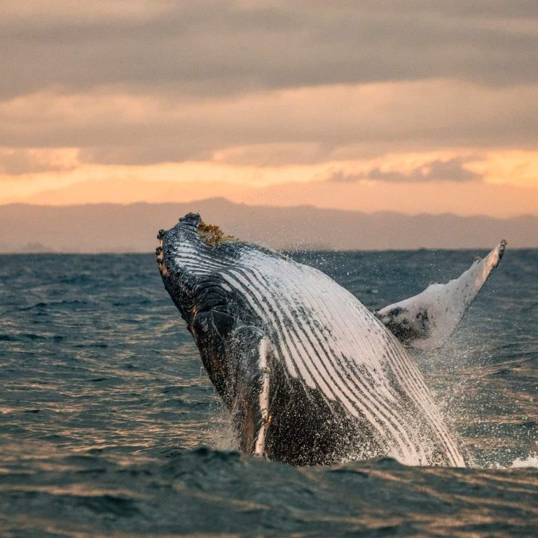 Ballena saltando