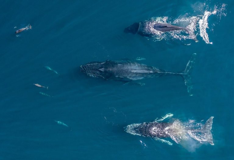 Ballenas vista desde arriba con dron