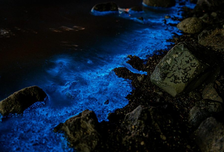 Bioluminiscencia marina en playa