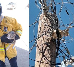 Bombero rescatando a gato