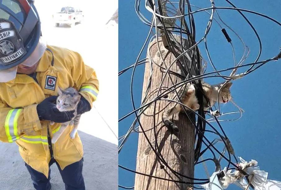 Bombero rescatando a gato