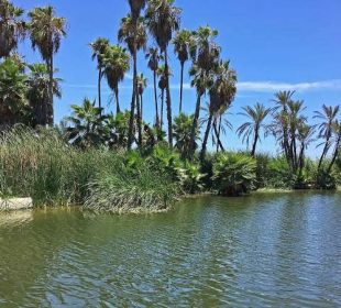 Estero recuperándose tras incendio