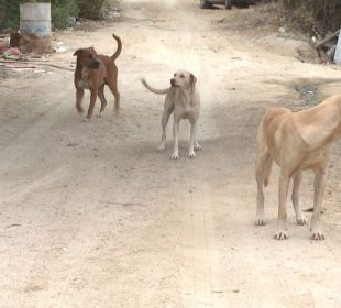 Perros de la calle