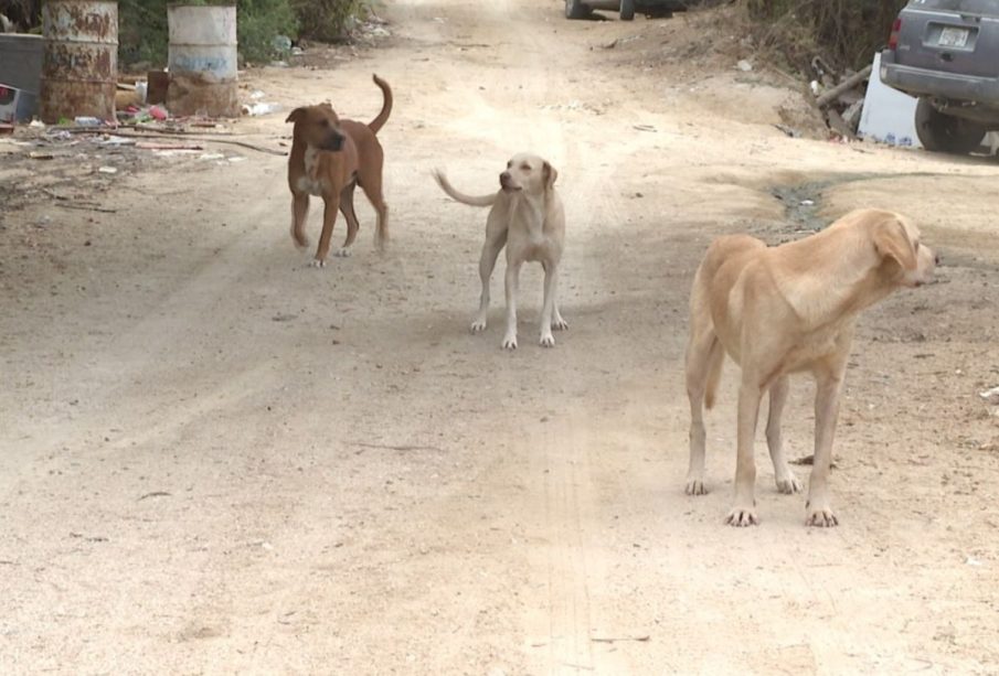 Perros de la calle