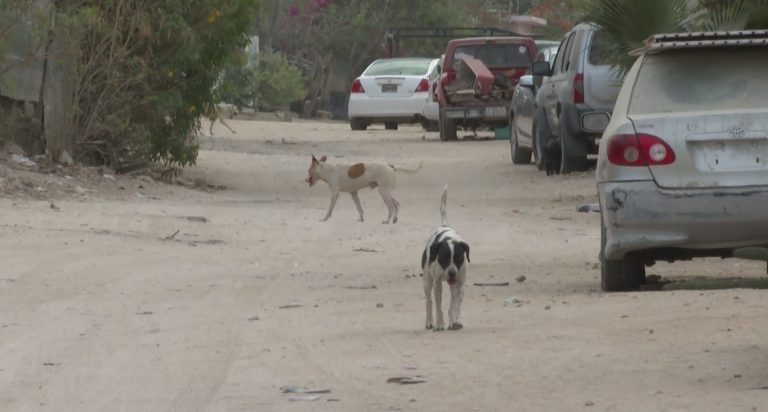 Perros en la calle