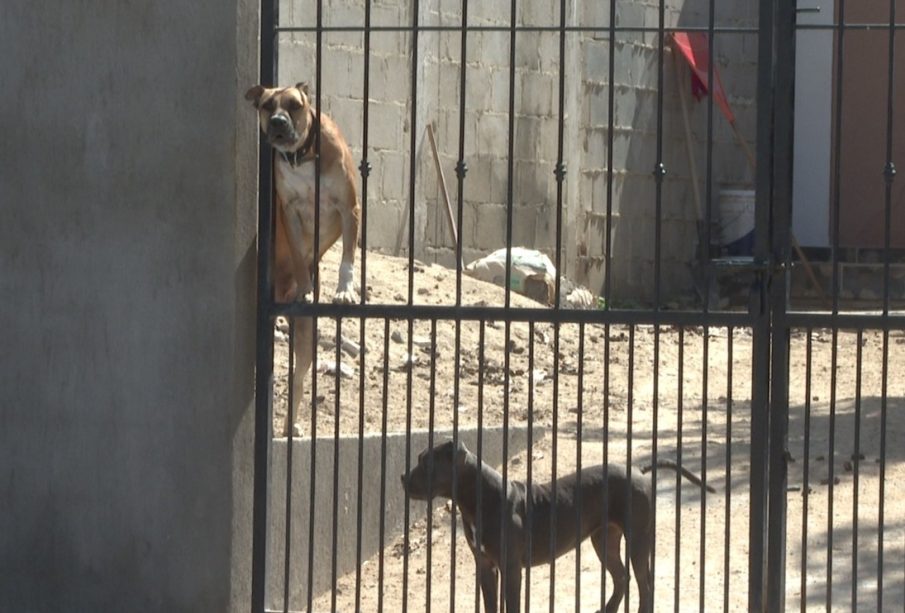 Perros tras rejas