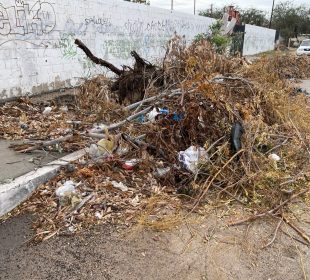 Ramas se vuelven nidos de mosquitos