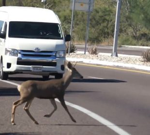 Segundo venado en cabo