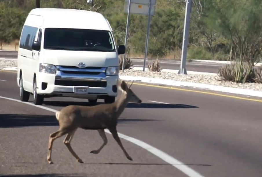 Segundo venado en cabo