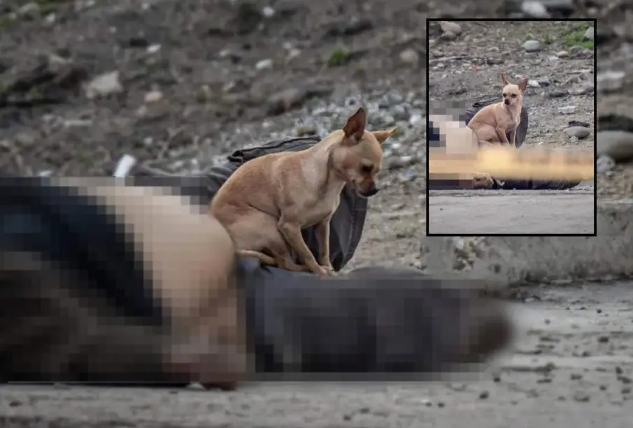 Tijuana, asesinato