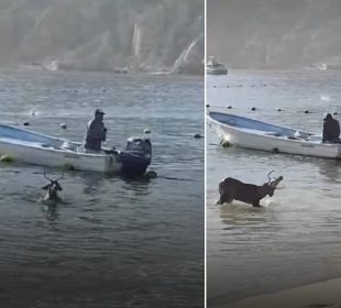 Venado en el mar