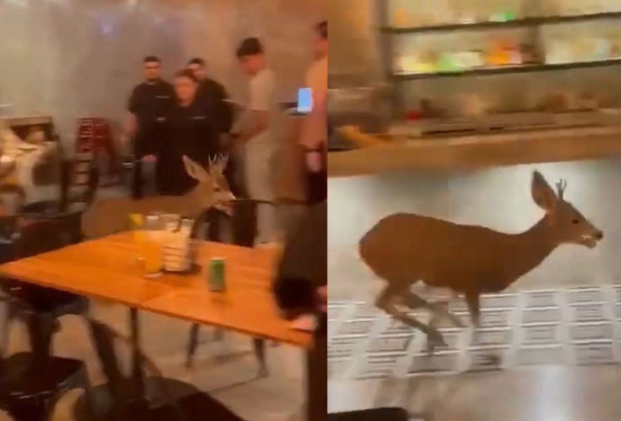 Venado en restaurante de Cabo San Lucas