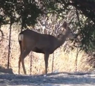 Los últimos días han sido observados venados bura en zonas urbanas de Los Cabos