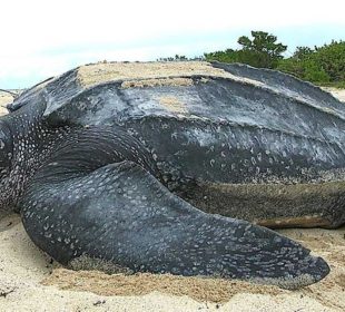 Tortuga laúd en BCS