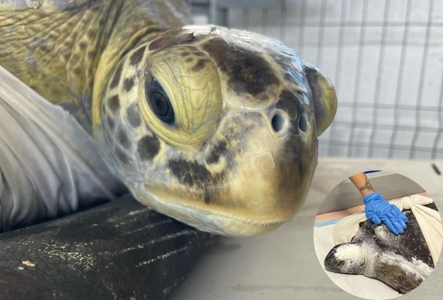 ¡Sin una aleta! Así fue el rescate y rehabilitación de una tortuga marina en BCS