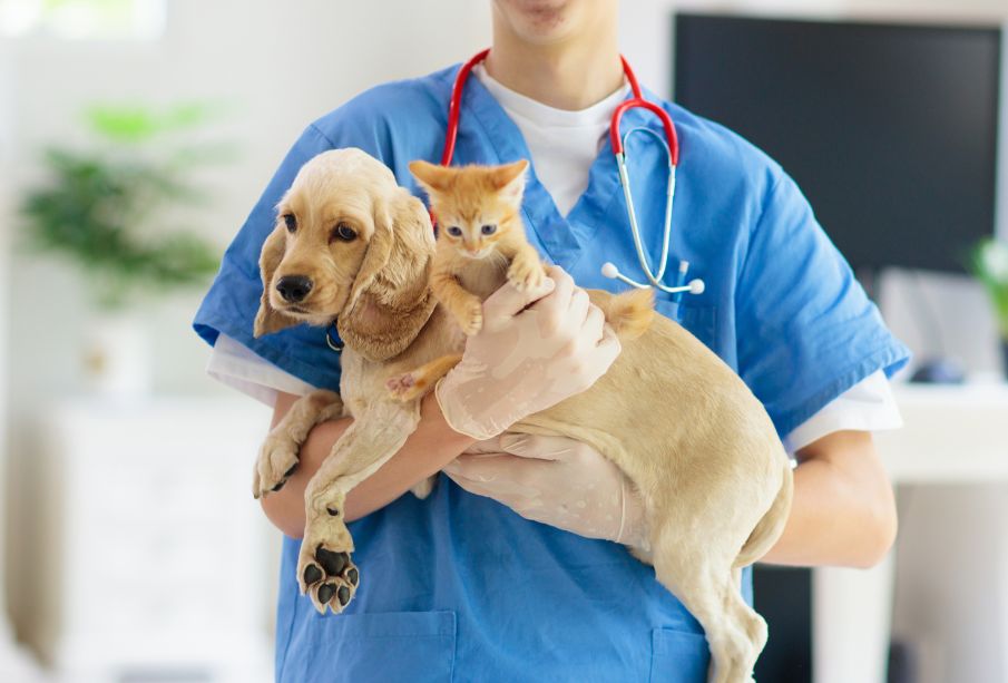 ¡Cuida la salud de tu mascota! Te decimos qué considerar al comprar su alimento